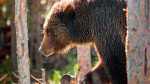 35yearold man survives grizzly bear attack after encountering 2 of them at national park  ABC News