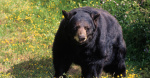 Bear shot dead after attacking 15yearold in Arizona cabin Not many kids can say they got in a fight with a bear  CBS News Bear shot dead after attacking 15yearold in Arizona cabin Not many kids can say they got in a fight with a bear  CBS News