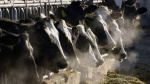 MDARD 3 more dairy herds infected with bird flu  WOODTVcom MDARD 3 more dairy herds infected with bird flu  WOODTVcom