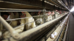 Farmers must kill 42 million chickens after bird flu hits Iowa egg farm The Associated Press Farmers must kill 42 million chickens after bird flu hits Iowa egg farm The Associated Press