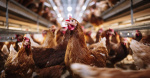 More than 4 million chickens to be killed in Iowa after officials detect bird flu on farm  CBS News More than 4 million chickens to be killed in Iowa after officials detect bird flu on farm  CBS News
