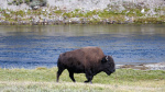 Bison gores 83yearold woman at Yellowstone lifts her off ground  USA TODAY Bison gores 83yearold woman at Yellowstone lifts her off ground  USA TODAY