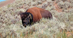 Bison gores 83yearold woman in Yellowstone National Park  CBS News Bison gores 83yearold woman in Yellowstone National Park  CBS News