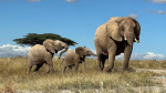 African elephants use names to call each other study suggests  CNN African elephants use names to call each other study suggests  CNN