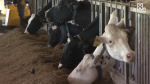 Pennsylvania agriculture leaders on alert as avian flu spreads through cattle farms  WGAL Susquehanna Valley Pa Pennsylvania agriculture leaders on alert as avian flu spreads through cattle farms  WGAL Susquehanna Valley Pa