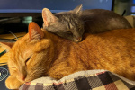Cat kidney transplants are pricey but these owners say its worth it  The Washington Post
