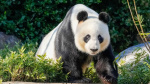 China to send a new pair of giant pandas to Australia in sign of warming ties  CNN