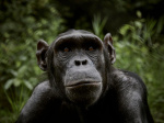 Chimpanzees seen selfmedicating with healing plants when sick or injured  Yahoo Voices