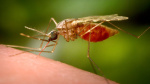 Human case of dengue fever from mosquito bite confirmed in Hillsborough County  WFLA