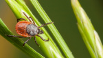 Lyme disease is becoming a bigger problem Which states have the most cases  USA TODAY