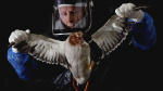 Heres Why COVID Measures Like Masking And New Ones Like Safety Goggles Could Return If A Bird Flu Pandemic Is Declared  Forbes