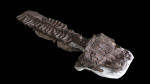 This giant salamanderlike creature lived 40 million years before dinosaurs The Associated Press This giant salamanderlike creature lived 40 million years before dinosaurs The Associated Press