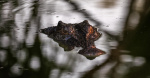 Leader of Australian territory where girl was killed by crocodile says species cannot outnumber regions population  CBS News Leader of Australian territory where girl was killed by crocodile says species cannot outnumber regions population  CBS News