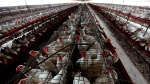 3 Colorado poultry workers catch presumed bird flu as US cases creep upward USA TODAY 3 Colorado poultry workers catch presumed bird flu as US cases creep upward USA TODAY