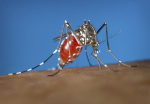 3 out of 9 human cases of West Nile virus in Texas have more severe form of the disease  KXANcom