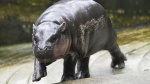 Pygmy hippo Moo Deng is so adored she may get her own patent The Associated Press Pygmy hippo Moo Deng is so adored she may get her own patent The Associated Press