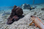 Octopuses seen hunting together with fish in rare video and punching fish that dont cooperate Yahoo Voices Octopuses seen hunting together with fish in rare video and punching fish that dont cooperate Yahoo Voices