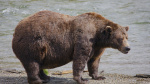 Online voting in Alaskas Fat Bear Week contest starts after an attack killed 1 contestant The Associated Press Online voting in Alaskas Fat Bear Week contest starts after an attack killed 1 contestant The Associated Press