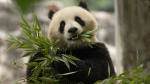 Theyre cute cuddly and coming to America Chinas newest panda diplomats headed for Washington  CNN Theyre cute cuddly and coming to America Chinas newest panda diplomats headed for Washington  CNN