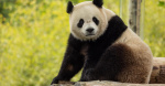 Pandas from China en route to Washington DC after National Zoo returned beloved animals last year  CBS News Pandas from China en route to Washington DC after National Zoo returned beloved animals last year  CBS News