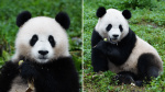 Live updates Pair of giant pandas arriving in DC from China  NBC Washington