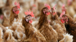 Bird flu infects four in Washington state CDC deploys team  The Hill Bird flu infects four in Washington state CDC deploys team  The Hill