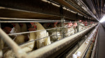 Avian influenza case confirmed in Clackamas County egg farm Oregon Public Broadcasting Avian influenza case confirmed in Clackamas County egg farm Oregon Public Broadcasting