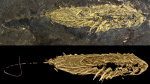Stunning fossil preserved in fools gold reveals newly identified 450 millionyearold species  CNN