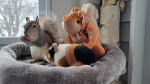 Is it legal to have a pet squirrel Beloved Peanut the squirrel euthanized in New York  USA TODAY Is it legal to have a pet squirrel Beloved Peanut the squirrel euthanized in New York  USA TODAY