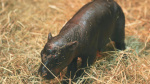 2 adorable pygmy hippos pitted against each other in cuteness contest The Associated Press 2 adorable pygmy hippos pitted against each other in cuteness contest The Associated Press