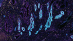Atlas of cells offers a milestone leap in understanding of the human body  CNN Atlas of cells offers a milestone leap in understanding of the human body  CNN