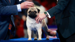 Sympathetic eyes and a muscly stature Vito the pug wins National Dog Show  CNN Sympathetic eyes and a muscly stature Vito the pug wins National Dog Show  CNN