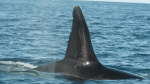 Orcas observed preying on massive whale sharks  Yahoo Voices