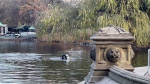 NYPD divers search Central Park waters for gun used to kill UnitedHealthcare CEO source says  CNN
