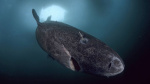 An elusive creature of the deep can live for centuries Scientists think they know why  Yahoo Voices