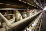 Highly pathogenic bird flu confirmed in Alabama More than 100000 chickens killed ALcom Highly pathogenic bird flu confirmed in Alabama More than 100000 chickens killed ALcom