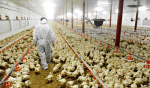 Wisconsin reports presumptive avian flu in poultry worker as California declares emergency  University of Minnesota Twin Cities