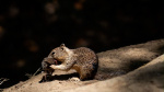 Video shows California ground squirrel engage in shocking carnivorous activity  USA TODAY Video shows California ground squirrel engage in shocking carnivorous activity  USA TODAY