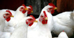Nearly 1M chickens test positive for bird flu at Darke County egg producer Dayton Daily News Nearly 1M chickens test positive for bird flu at Darke County egg producer Dayton Daily News