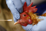 Worrisome mutations found in H5N1 bird flu virus isolated from Canadian teenager Yahoo Voices Worrisome mutations found in H5N1 bird flu virus isolated from Canadian teenager Yahoo Voices