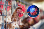 Bird Flu Warning Over New Virus Risk Significant Public Health Concern  Newsweek Bird Flu Warning Over New Virus Risk Significant Public Health Concern  Newsweek