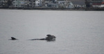 A grieving orca carried her dead calf for 17 days in 2018 Now shes again carrying the body of her latest child  CBS News A grieving orca carried her dead calf for 17 days in 2018 Now shes again carrying the body of her latest child  CBS News