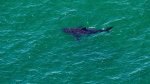 Missing surfer likely dead in Australia shark attack Theres just been no sign of him  USA TODAY Missing surfer likely dead in Australia shark attack Theres just been no sign of him  USA TODAY