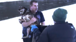Mans dramatic rescue of dog from freezing river in Vermont caught on video The Associated Press Mans dramatic rescue of dog from freezing river in Vermont caught on video The Associated Press