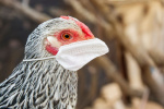HHS gives Moderna 590M to accelerate bird flu vaccine trials  Fierce Biotech