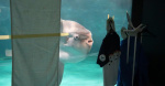 Sunfish That Got Sick From Lack Of Visitors Recovers With Help From Cardboard Cutouts  HuffPost