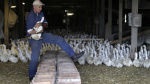 Long Islands last duck farm weighs closure after outbreak leads to killing of entire flock The Associated Press Long Islands last duck farm weighs closure after outbreak leads to killing of entire flock The Associated Press