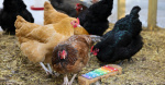 What you need to know about bird flu and how to protect yourself  Star Tribune