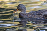 A new strain of bird flu is found on a California duck farm Yahoo Voices A new strain of bird flu is found on a California duck farm Yahoo Voices
