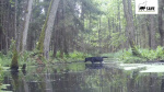 Pair of rare black wolves caught on camera in Polish forest by wildlife researchers The Associated Press Pair of rare black wolves caught on camera in Polish forest by wildlife researchers The Associated Press